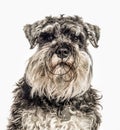 Close-up of Miniature Schnauzer, 2 years old