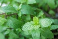 Close up mint in garden.Kitchen mint,Thai peppermint,