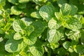 Close up mint leaves plant grow in organic vegetable garden Royalty Free Stock Photo