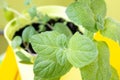 Close-up of mint leaves. Plant in light green pot on the yellow windowsill. The process of growing spices at home Royalty Free Stock Photo