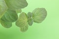 Close-up of mint leaves. Plant in pot on the light green windowsill. The process of growing spices at home. Selective focus