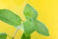 Close-up of mint leaves on a yellow background. The process of growing spices at home, herbs on the windowsill. Selective focus