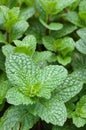 Close up of mint plant Royalty Free Stock Photo
