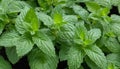 A close up of a mint plant with green leaves