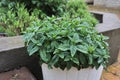 close-up of a mint plant growing outdoors in a white flower pot Royalty Free Stock Photo