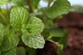 Close up of mint plant in soil Royalty Free Stock Photo