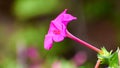 Close up of Mirabilis jalapa or Marvel of peru or four o`clock flower