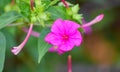 Close up of Mirabilis jalapa or Marvel of peru or four o`clock flower