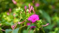 Close up of Mirabilis jalapa or Marvel of peru or four o`clock flower