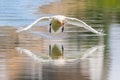 Close-up mirrored mute swan cygnus olor taking-off from water Royalty Free Stock Photo