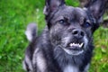 Close-up of the misaligned teeth of the small mixed breed dog