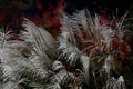 Close up Miscanthus floridulus , Japanese silver grass in autumn morning