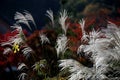 Close up Miscanthus floridulus , Japanese silver grass in autumn morning