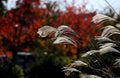 Close up Miscanthus floridulus , Japanese silver grass in autumn morning