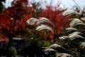 Close up Miscanthus floridulus , Japanese silver grass in autumn morning