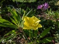 Missouri evening primrose (Oenothera missouriensis) flowering with very large, solitary, 4-petaled, bright yellow