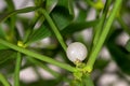 Close-up of a mistletoe berry Royalty Free Stock Photo