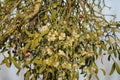 Close up mistletoe on tree, white and red berries Royalty Free Stock Photo