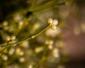 Mistletoe twig with white berries. Royalty Free Stock Photo