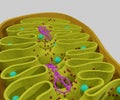 Mitochondrion organelles with dna strands