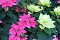 Close Up of Premium Polar Poinsettias Mixed with Luv U Pink Poinsettias