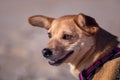 Dog with happy face isolated on a blurred background in brown tones Royalty Free Stock Photo