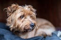 Close-up of mixed-breed dog Royalty Free Stock Photo