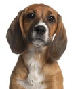 Close-up of Mixed-breed puppy, 12 weeks old