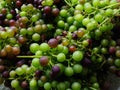 Close up of mixed grapes on stalks