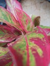 Close-up of mixed green and red leaves in stunning detail, perfect for nature and botanical themed projects.