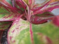 Close-up of mixed green and red leaves in stunning detail, perfect for nature and botanical themed projects.