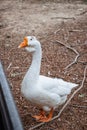 A Goose Asking for Snacks