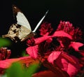 Close up of a Mocker swallowtail perched on a red flower