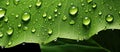 Close up of a moist green leaf covered in water droplets Royalty Free Stock Photo