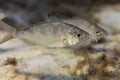 Close-up of a Mojarra spitting out sand after probing it for food.