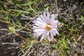 Close up of Mojave aster Xylorhiza tortifolia wild flowers blooming in Joshua Tree National Park, California