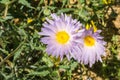 Close up of Mojave aster Xylorhiza tortifolia wild flowers blooming in Joshua Tree National Park, California