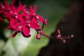 Close-up of Arachnis orchids hybrid, sepals, and petals are dark red and lips are white pattern. Royalty Free Stock Photo