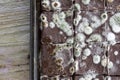 Close up of mold growing on Chocolate cake in green and white spores top view on black wood background