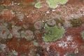 Close up mold spores on rotting wood Royalty Free Stock Photo