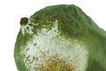 Close up of moldy kaffir lime fruit white background Royalty Free Stock Photo