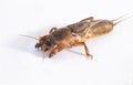 Close up of mole cricket