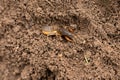 Close-up of a mole cricket on soil surface with textured ground details Royalty Free Stock Photo