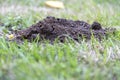 Close up of a molehill
