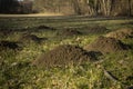 Close up of molehills on the meadow near forest. Detail view of many mole hills on the field. Garden demaged by moles