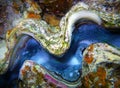 Close-up mollusk under water