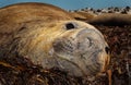 Elephant Seal lying on sea weeds Royalty Free Stock Photo