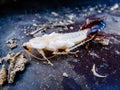Close up molting cockroach Royalty Free Stock Photo