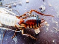 Close up molting cockroach Royalty Free Stock Photo