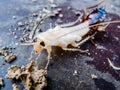 Close up molting cockroach Royalty Free Stock Photo